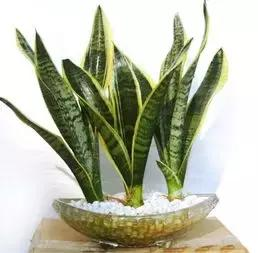 什么樣的植物能有效去除辦公室甲醛等有害物質(zhì)呢？